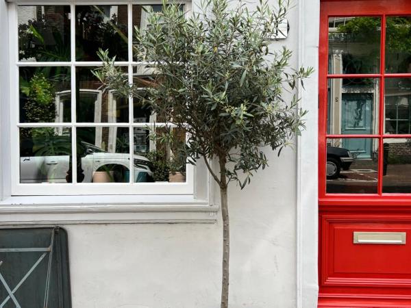 Daen's Greenhouse : photo 9 de la chambre chambre double deluxe