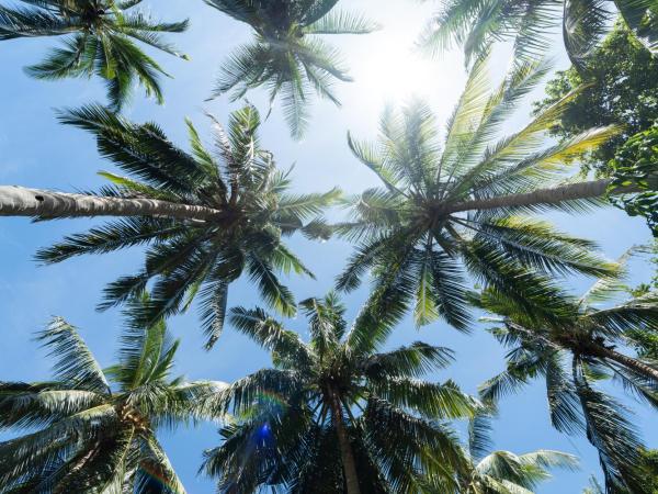 Coconut Bay Eco Resort : photo 9 de la chambre suite avec terrasse