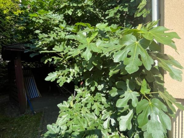 Hotel Bończa : photo 6 de la chambre chambre de luxe avec lit king-size