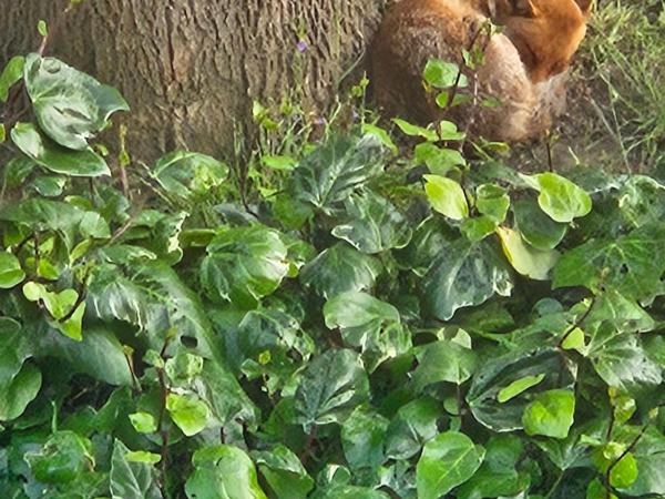 London Comfy Doubles : photo 3 de la chambre chambre simple Économique