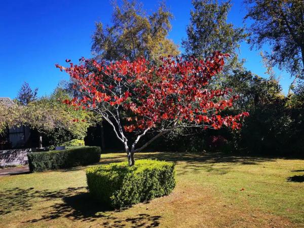 Acacia Bay Lodge : photo 4 de la chambre chambre familiale - vue sur jardin