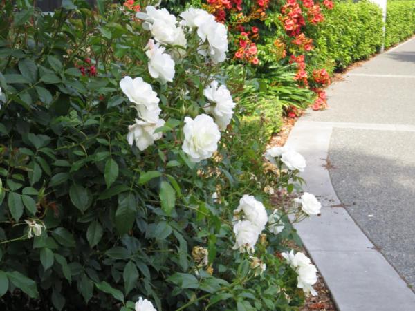 Maples on Harewood : photo 3 de la chambre the pool studio