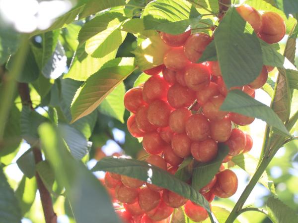The Shan's Lodge : photo 5 de la chambre chambre double deluxe