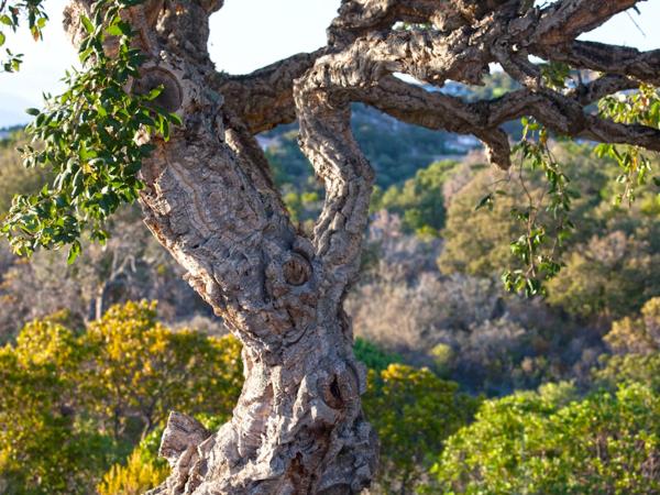 Chambres d'hôtes Casa di l'Oru : photo 1 de la chambre chambre double avec balcon - vue sur mer