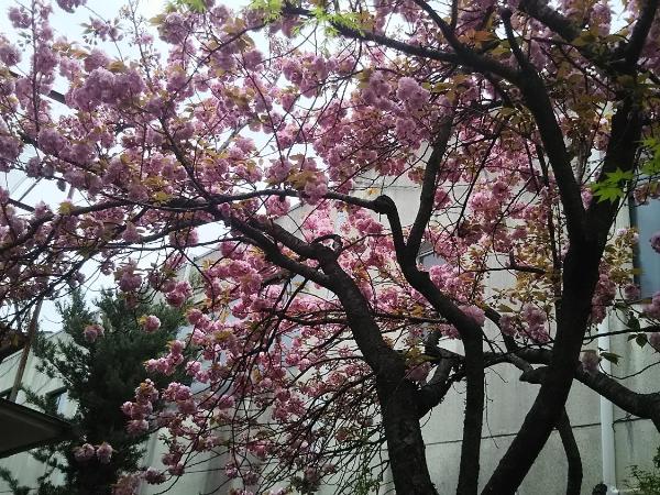 Guesthouse Kyoto Kaikonoyashiro : photo 9 de la chambre chambre lits jumeaux