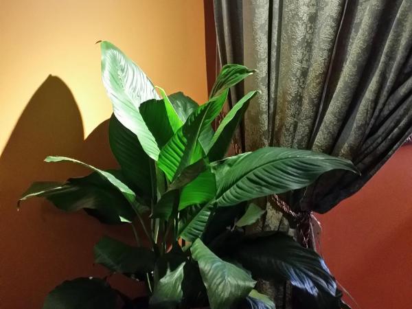 Gîte À l'Augustine : photo 9 de la chambre suite - vue sur jardin