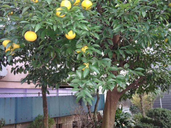 Mokkoan : photo 10 de la chambre chambre lits jumeaux standard - vue sur jardin - 201