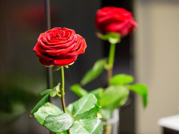 Dasbreitehotel am Rhein : photo 5 de la chambre chambre lit queen-size design avec lit de 140 cm