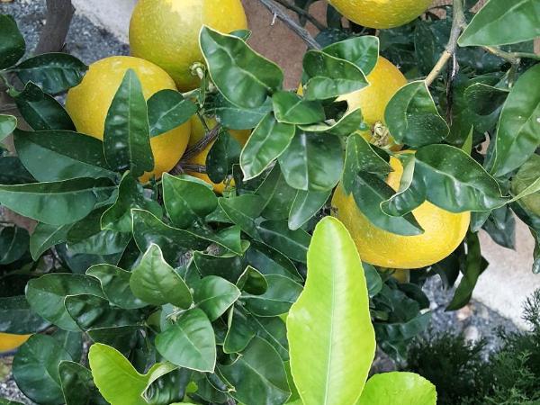 Hôtel le Chardon Bleu : photo 1 de la chambre chambre familiale (2 adultes et 2 enfants)