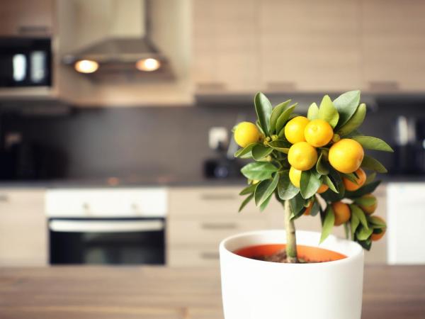 Nallikari Seaside Villas : photo 2 de la chambre villa 4 chambres