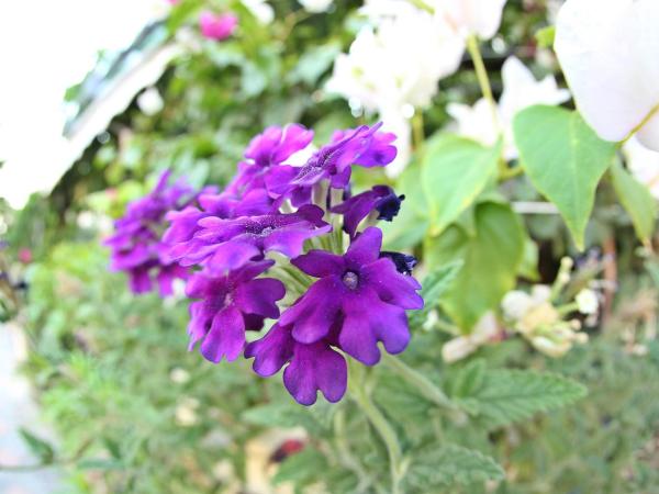 Hotel Dost : photo 8 de la chambre chambre double ou lits jumeaux standard