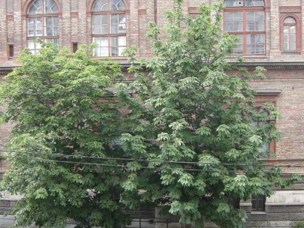 Pension Schottentor : photo 5 de la chambre chambre simple