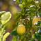 Lemon Tree-8
