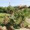 casa carlo-5