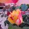 The Roses Garden-35