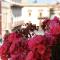 B&B Bellavista Francofonte-22