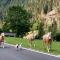 B&B PRA' DEI CERVI-26