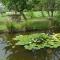 Le Ninfee-24
