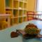 B&B Il castagno