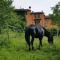 Bed and Breakfast Balli coi Lupi-28