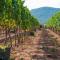 Tenuta La Chiusa-18