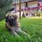 Alpine Touring Hotel-petfriendly-46