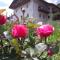 Schrotthof-1