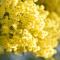 Le Mimose B&B-90