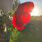 Gioia In Collina-33
