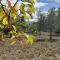Apple Tree Lodge-17