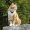 B&B Il Gatto Pescatore-2