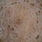 Hill Trull - Typical Apulian House-20