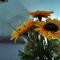 Il Girasole-5