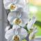 Dimora Orchidea Bianca-12