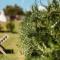 Auberge Santu Martine - Cottage with Pool - Ischierda-80