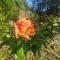 Pensione Sorriso-88