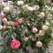 Appartamento Sulcis Sardegna-37