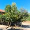 Cilento House Garden B&B MIRELLA-18