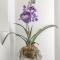 H11 CENTRAL CHARM Sanremo-Ariston-24