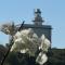 L'orchidea del faro-28