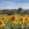 Castagneto-38