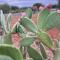 Villa Annette #Vivere la Puglia-21