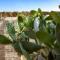 Masseria Bernardini by Symphonya Luxury Rentals-25