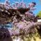 Aspettando Monet-14
