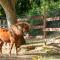 Alpaca Country House-19