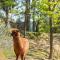 YUTA with pool- Alpaca Country House-14