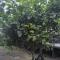 Dammuso il Limone-28