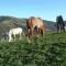 Farmhouse with stables, horses and the ability to make horseback riding-28