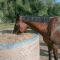 Anticopodere-1