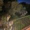 Le Palme Big Luxury Costa Smeralda-17